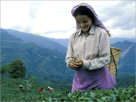 The Joy of Harvesting